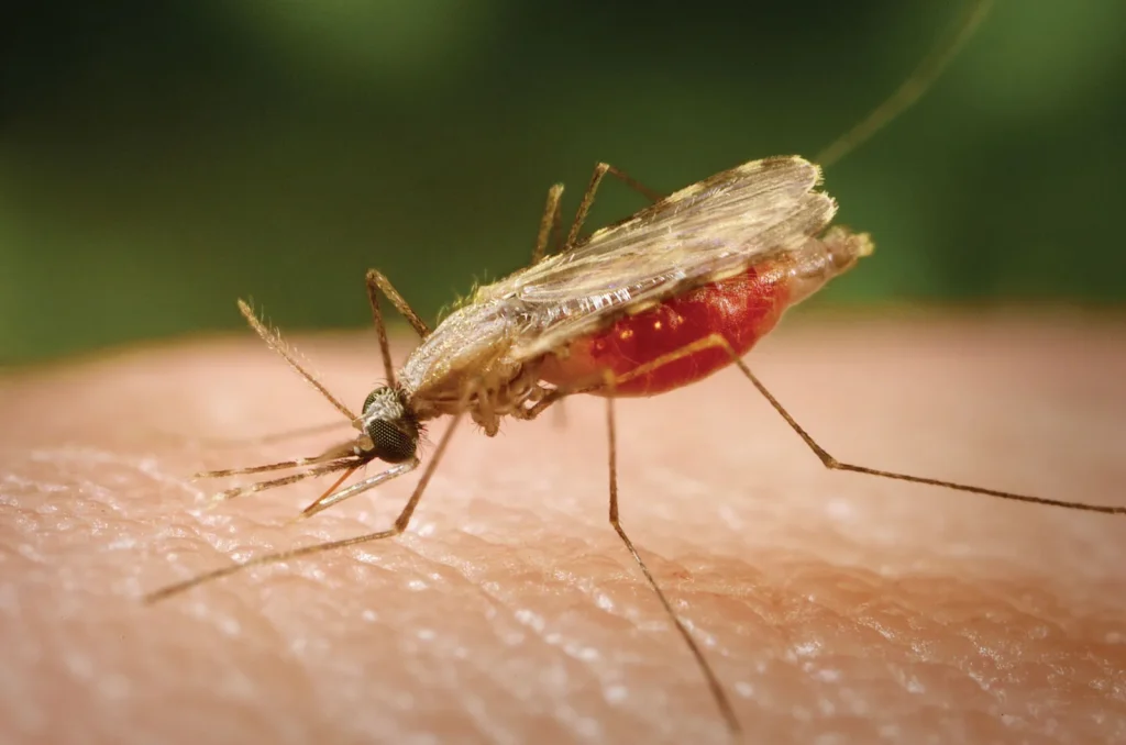 Breaking Down the Facts: An Overview of Malaria